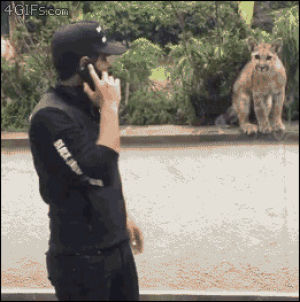 cats,lions,phones