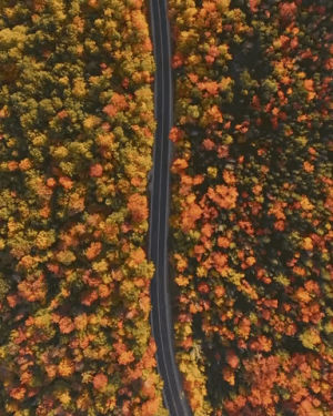 trees,driving,autumn,road,fall,drive,driving through