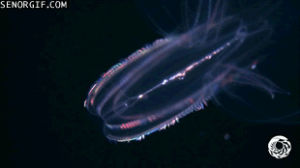 neon,animals,fish,mindwarp,jellyfish,jelly,swirling,light up
