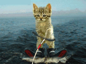 funny cat,kitten,cat,kitty,water skiing