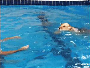 swimming,pool,lion