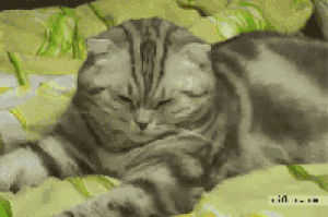 sleepy cat,cat,funny,animals,falling,gray,asleep,striped