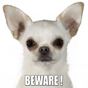 chihuahua,warning,dog,beware,animals,mean,growling