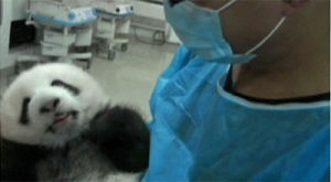 twins,china,viral,animals,smile,panda,baby animals,baby panda