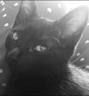 awww,black cat,cat,black and white,animals,kitten,mycat