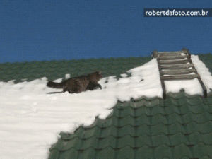 cat,animals,fail,snow,slide,snowy roof