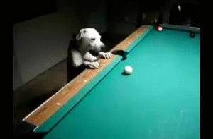pro,dog,pool