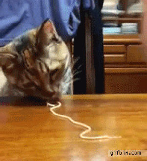 pasta,cat,eats