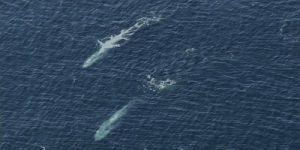 blue whale,animals,ocean,planet earth