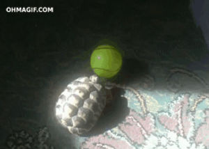 sports,funny,cute,ball,like a boss,hit,tortoise