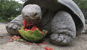 tortoise,tumblr,eating,pandawhale,sitepandawhalecom,watermelon,watermelonturtle