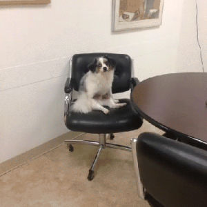 boner,dog,office,stop,staring