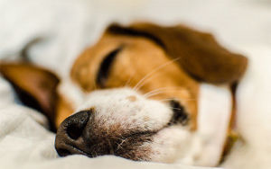 beagle,dog,animals,puppy,sleepy