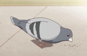 pigeon,kill me baby
