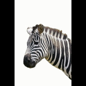 transparent,zebra