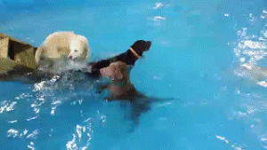 swimming,dog,pool