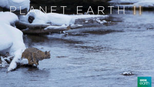bobcat,cat,nature,jump,bbc,mountains,leap,planet earth 2