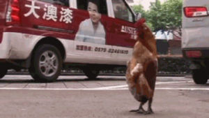 weird,walking,roosters