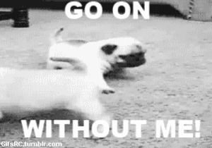 go on without me,funny,cute,dog,animals,puppy,point,waving,pugs,wagging
