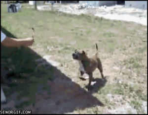 dog,animals,win,jumping,flip,throw,fetch,dog you so crazy