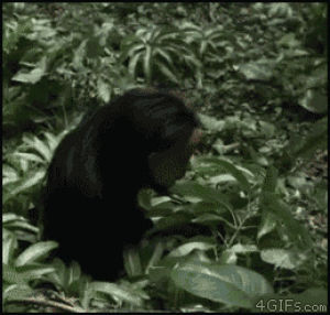 Monkey Monkey Scared GIF - Monkey Monkey Scared Scream - Discover & Share  GIFs