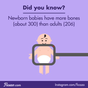 adult,baby,x ray,fact,bones,babies,facts,learn,til