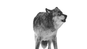 transparent,wolf,winter,snow,transparency,wow,white,black,cold,wild,black and white,animal,pretty,bw,and,fur