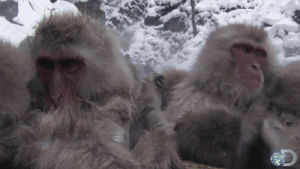 cold,snow,animals,nature,monkey,snow monkey,thermal pool