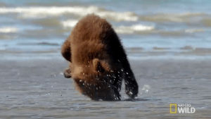 bear,nat geo wild,cubs,nat geo,cub,national geographic,cubs win,rolling around,beached bear