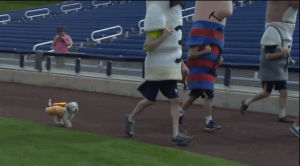 sausage,running,puppy,race,everyone,fast,giant,brewers,include,yura