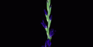 purple flowers,flower,timelapse,flowers,purple,time lapse