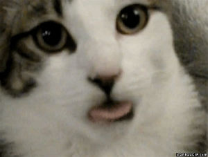 cat,tongue,lol cat
