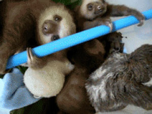 sloth,cute,animals,adorable,babies,cuteness,animal planet,omgomgomg,omgcute,drale