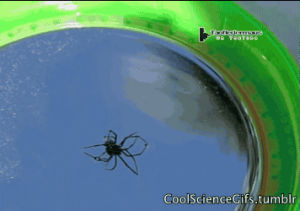chemistry,science,science s,spiders,mercury,element,surface tension,arachnid,arachnophobia