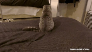somersault,flipping out,funny,cat,cute,animals,kitten,adorable,bed,attack,watching,tail
