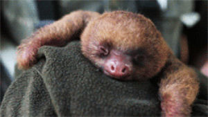 animals,baby,sleeping,sloth,yawning