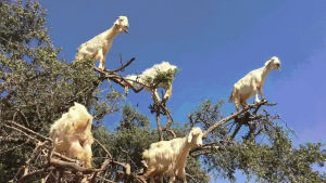 morocco,whoa,tree,goats
