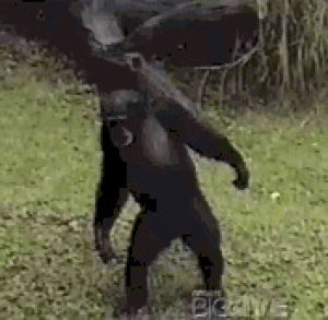 gorilla,mad,walking,reactiongifs,animals,food,boyfriend