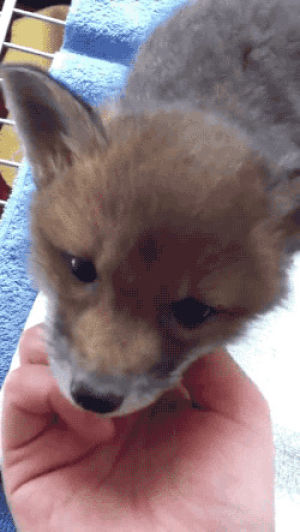 fox,baby