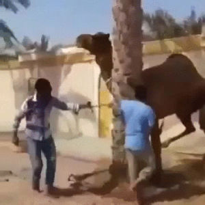 angry,camel,animals being jerks
