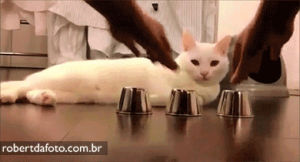 hilarious,agile,funny,cat,animals,amazing,smart,guess,i guess,tumblr brasil