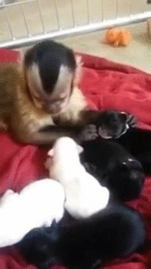 monkey,puppies,capuchin