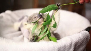 baby,koala,eucalyptus