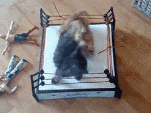 cat,cute,animals,wrestling,fighting