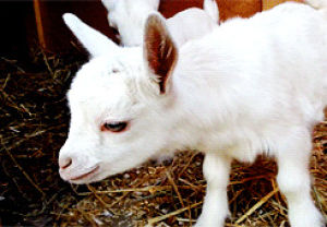 goats,goat,animals,white,kid,looking