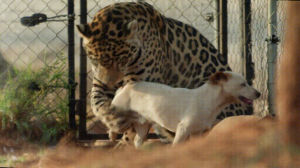 love,jaguar,jack,russell,terrier