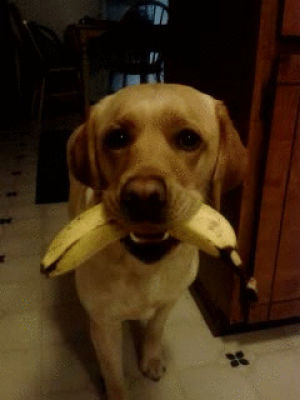 banana,thank,dog,communityfirst