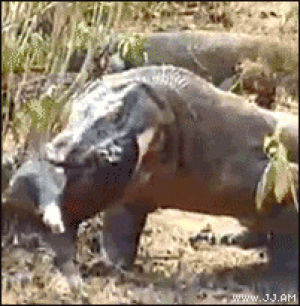 Komodo dragon bacon GIF on GIFER - by Samugore Komodo dragon bacon GIF on GIFER - by Samugore