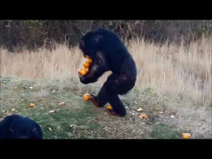 chimpanzee,shows,lots,oranges