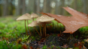 rain,cinemagraphs,perfect loop,raindrops,leaf,nature,cinemagraph,fall,forest,autumn,mushrooms,drops,moss,videography,living stills